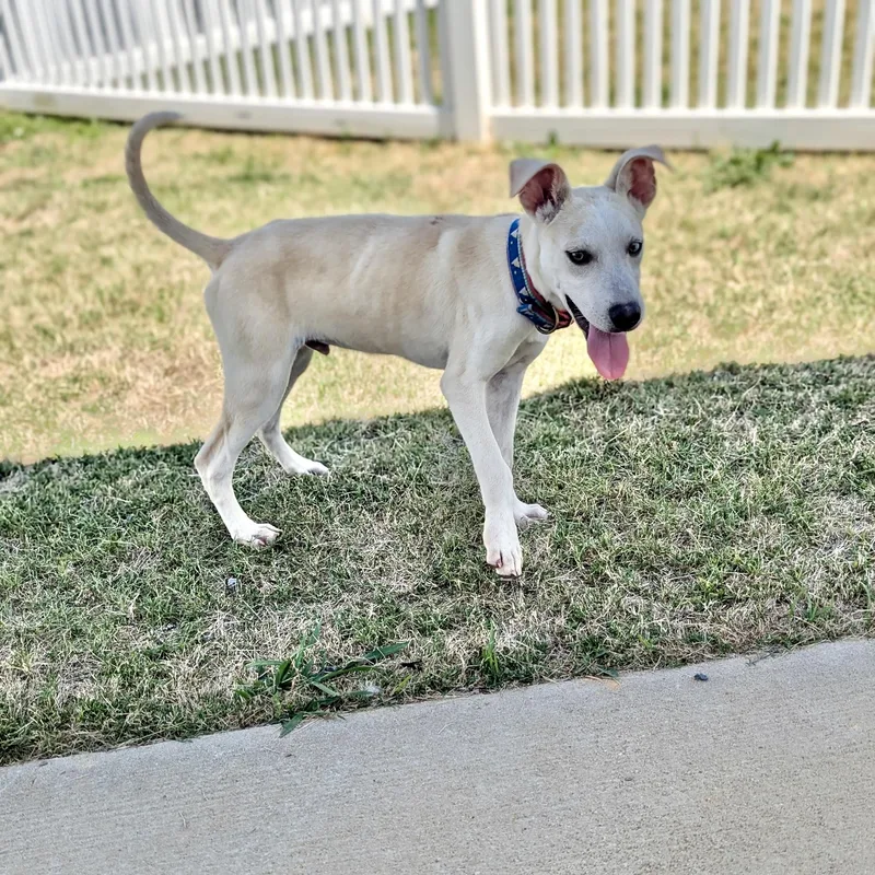 A young medium-sized male Yellow / Tan / Blond / Fawn Hound dog named Joshua for adoption in Paramus, NJ