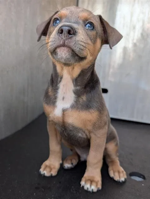 A baby medium-sized male Pit Bull Terrier dog named Higgins for adoption in San Antonio, TX