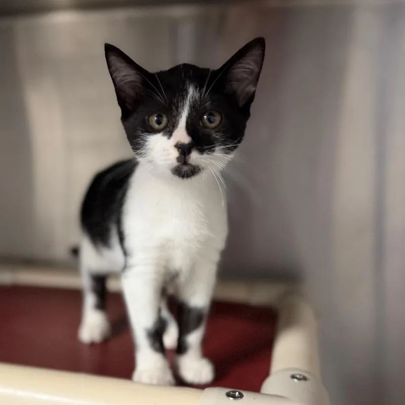 A baby small-sized male Black Domestic Short Hair cat named Jack for adoption in Hamilton, GA