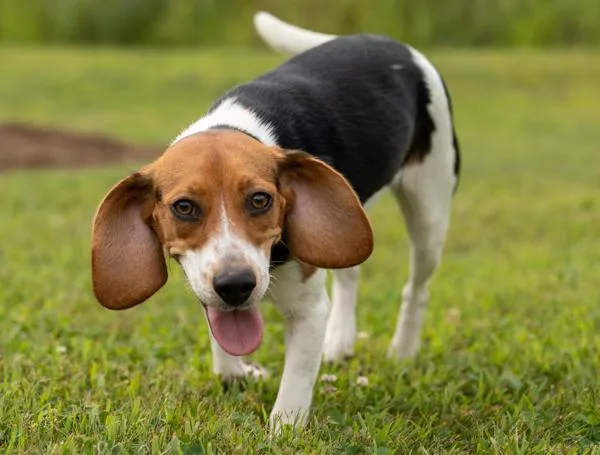 A young small-sized female Beagle dog named Journey for adoption in Stratham, NH