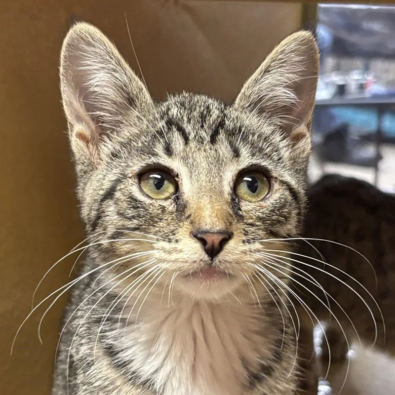 A baby medium-sized male Domestic Short Hair cat named Mario for adoption in Sonora, CA