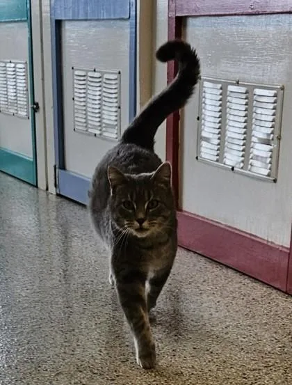 Theodore thumbnail 2