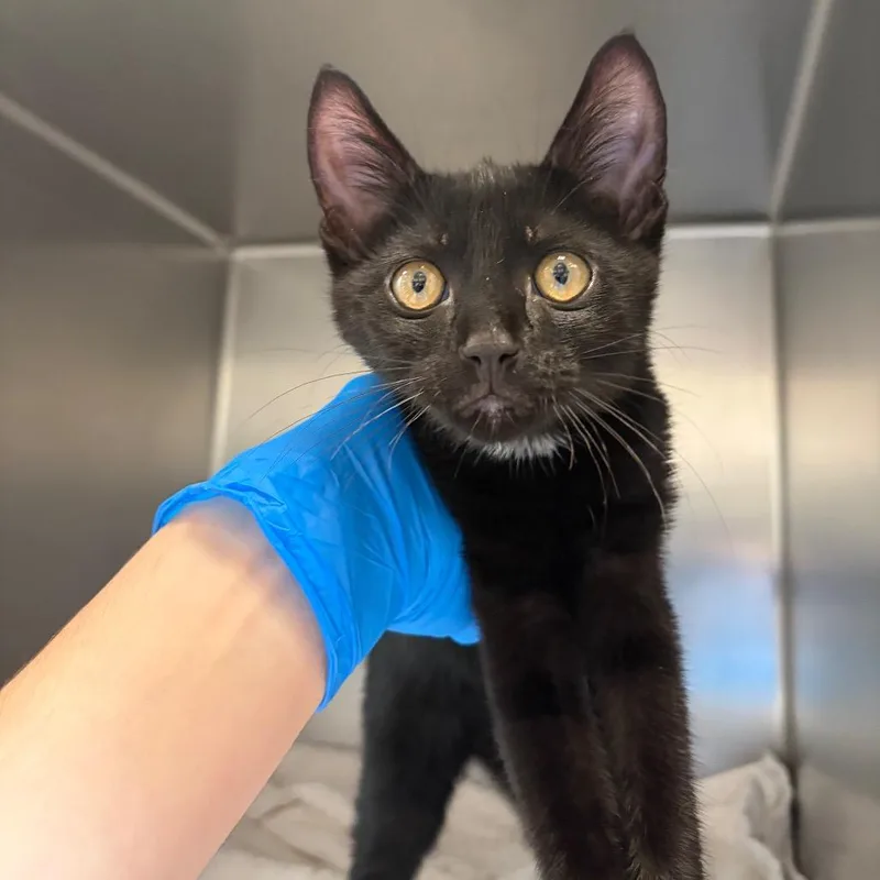 A baby small-sized male Domestic Short Hair cat named Enrico for adoption in Council Bluffs, IA