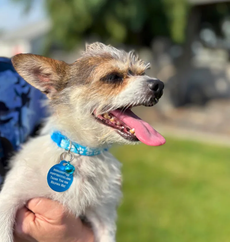An adult small-sized male White / Cream Cairn Terrier dog named Ralph for adoption in Pasco, WA
