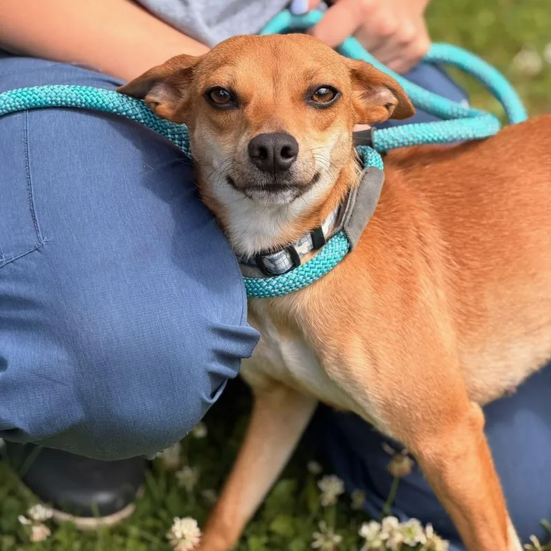 A young small-sized female Chihuahua dog named Summit for adoption in Sparta, NJ