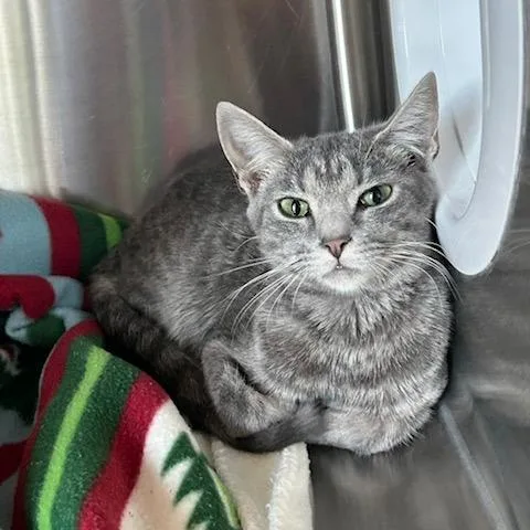 A young small-sized male Domestic Short Hair cat named Morty for adoption in Knoxville, TN