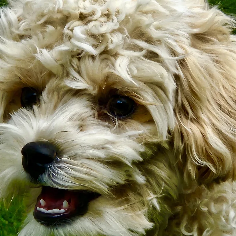 A baby small-sized female White / Cream Miniature Poodle dog named Marigold for adoption in Portland, OR