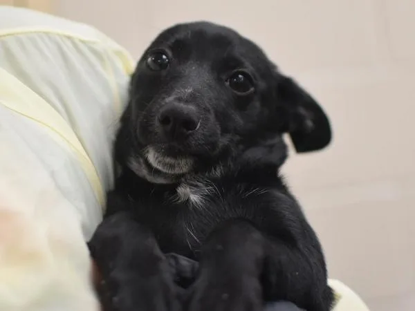 Biscuit