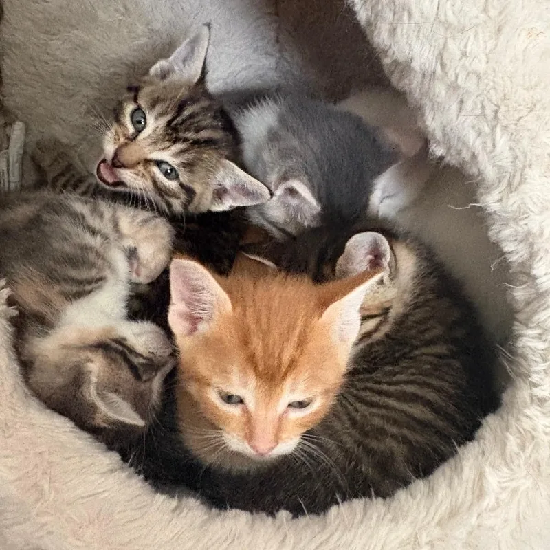 A baby small-sized male Orange / Red Domestic Short Hair cat named Bashful for adoption in Hopkinton, MA
