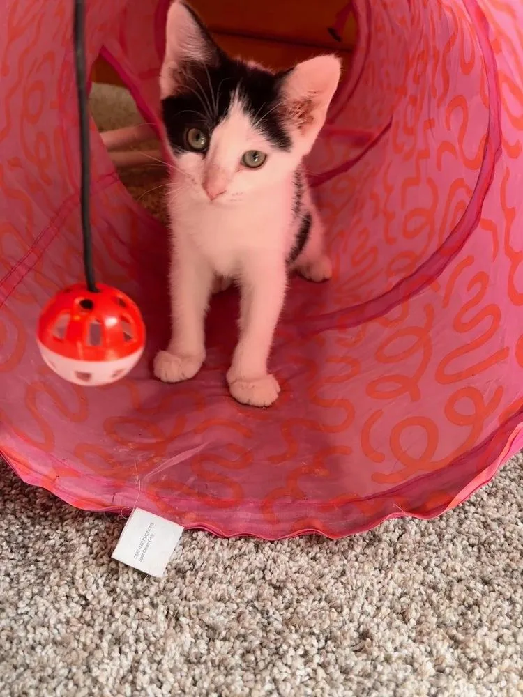 A baby small-sized female Black & White / Tuxedo Domestic Short Hair cat named Willys for adoption in McPherson, KS