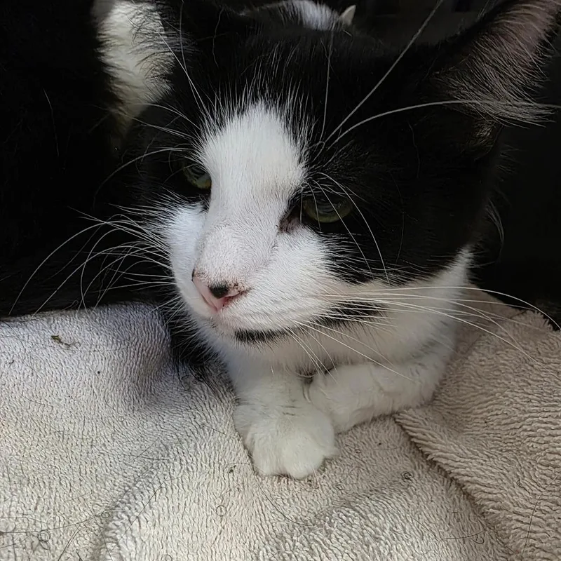 A young medium-sized female Black Domestic Medium Hair cat named Tessie for adoption in Watertown, NY