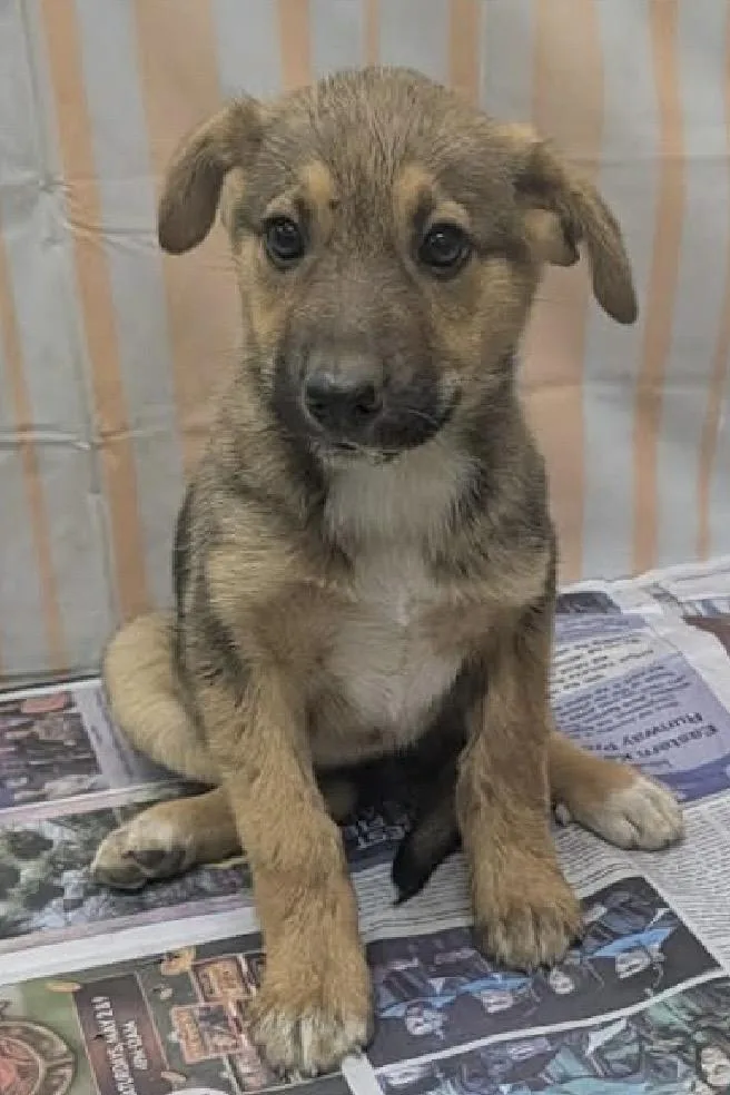 A baby medium-sized female Catahoula Leopard Dog dog named Flower for adoption in Egg Harbor City, NJ