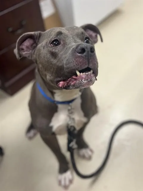 An adult large-sized male Pit Bull Terrier dog named Savvy for adoption in Aliquippa, PA