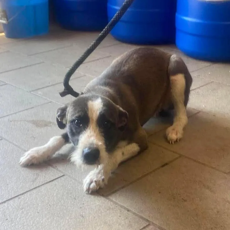 An adult small-sized female Gray / Blue / Silver Mixed Breed dog named Jillian Stray Hold for adoption in Huntington, WV