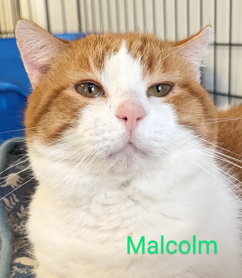 Malcolm