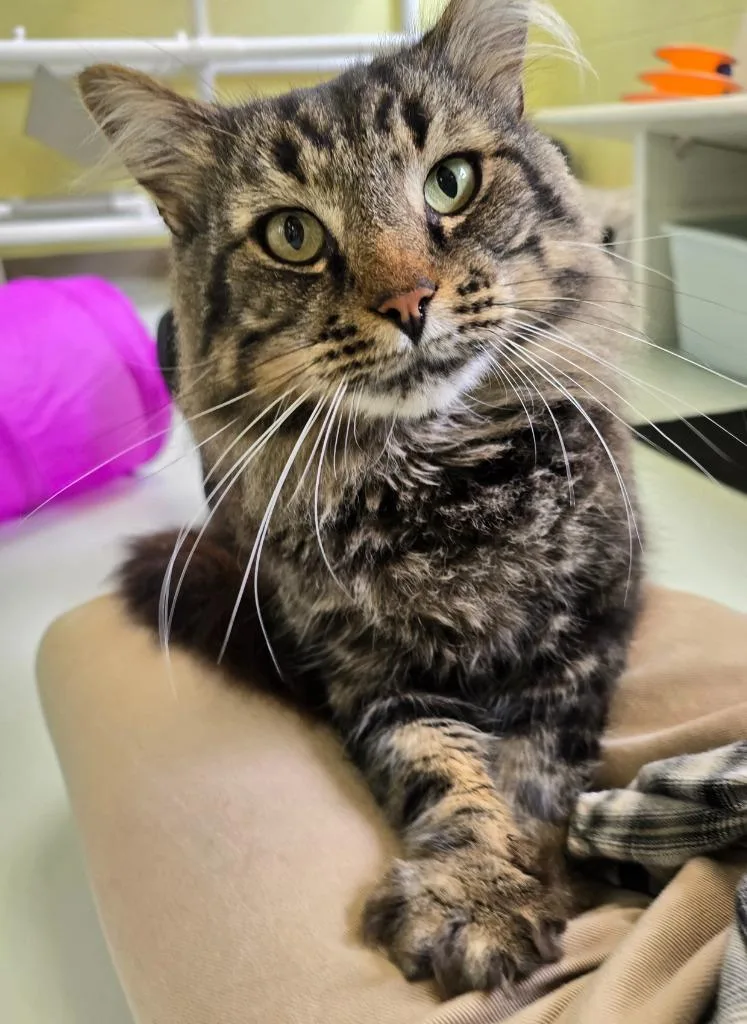 An adult large-sized male Domestic Long Hair cat named Boone for adoption in Blountville, TN