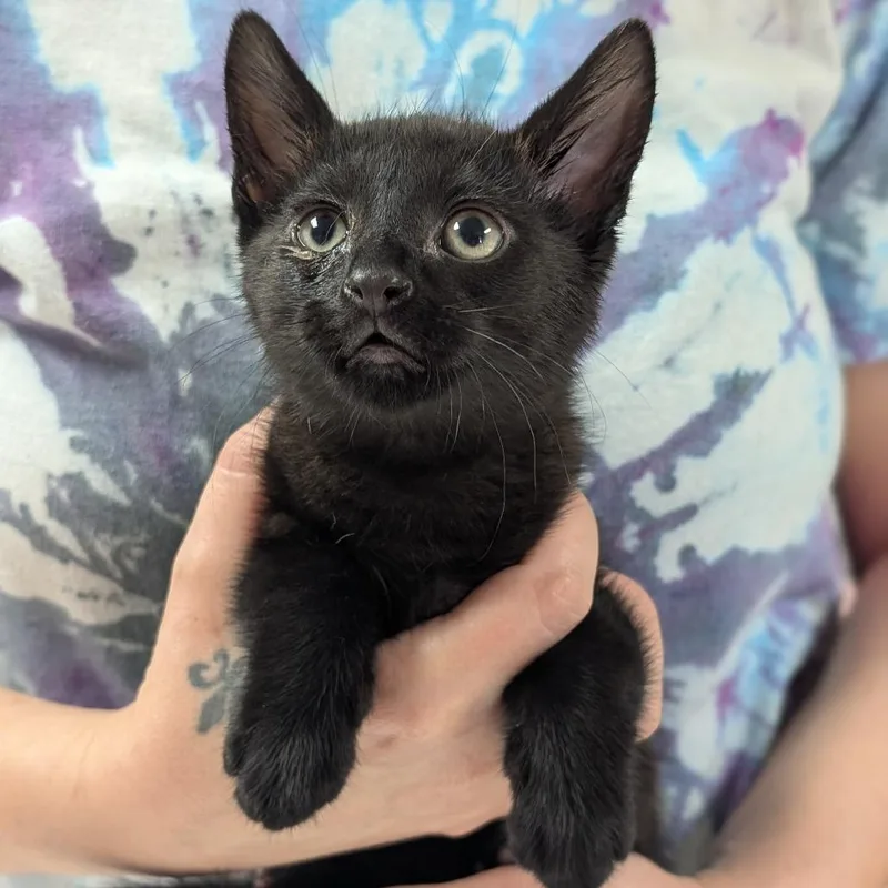 A baby small-sized male Black Domestic Short Hair cat named Logan for adoption in Canton, IL