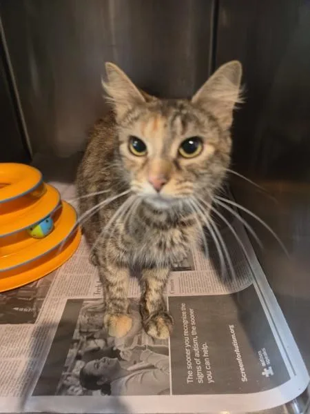 An adult small-sized female Domestic Medium Hair cat named Marigold for adoption in Cleveland, TN