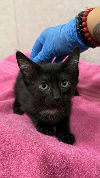 A baby small-sized female Domestic Short Hair cat named Willow for adoption in Honolulu, HI