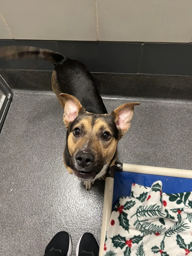 Buddy