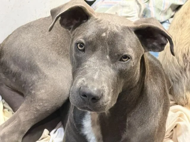 A young large-sized male Gray / Blue / Silver Mixed Breed dog named Collin for adoption in Rockdale, TX
