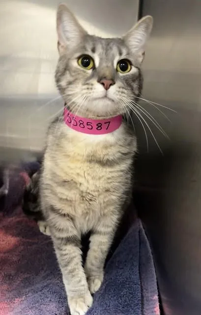 An adult medium-sized female Domestic Short Hair cat named Kali for adoption in Upper Marlboro, MD