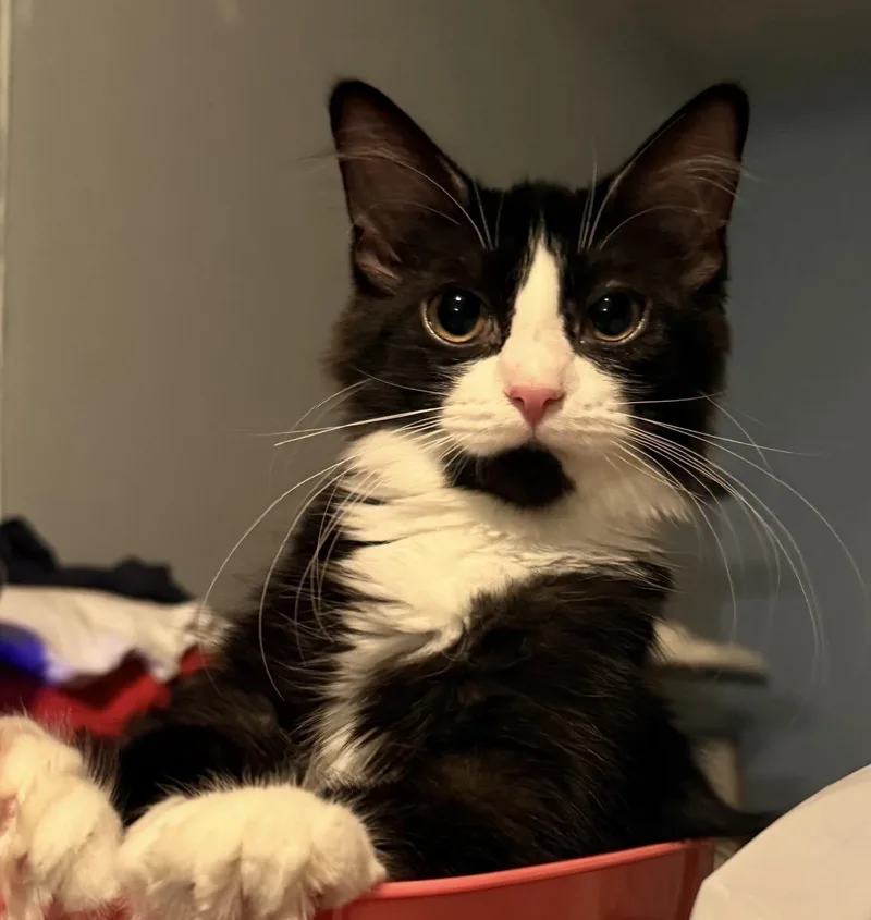 A baby medium-sized female Black & White / Tuxedo Domestic Medium Hair cat named Artemis for adoption in Maineville, OH