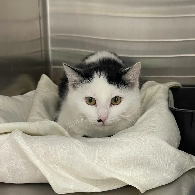 Marshmallow thumbnail 2