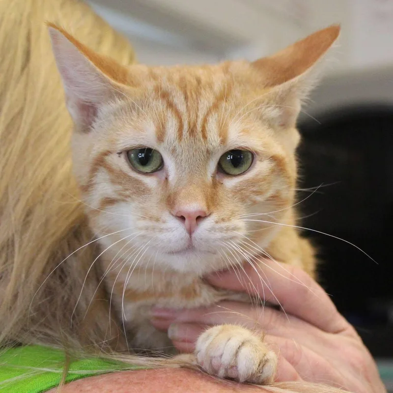 A young medium-sized male Domestic Short Hair cat named Cheeto for adoption in Weaverville, CA