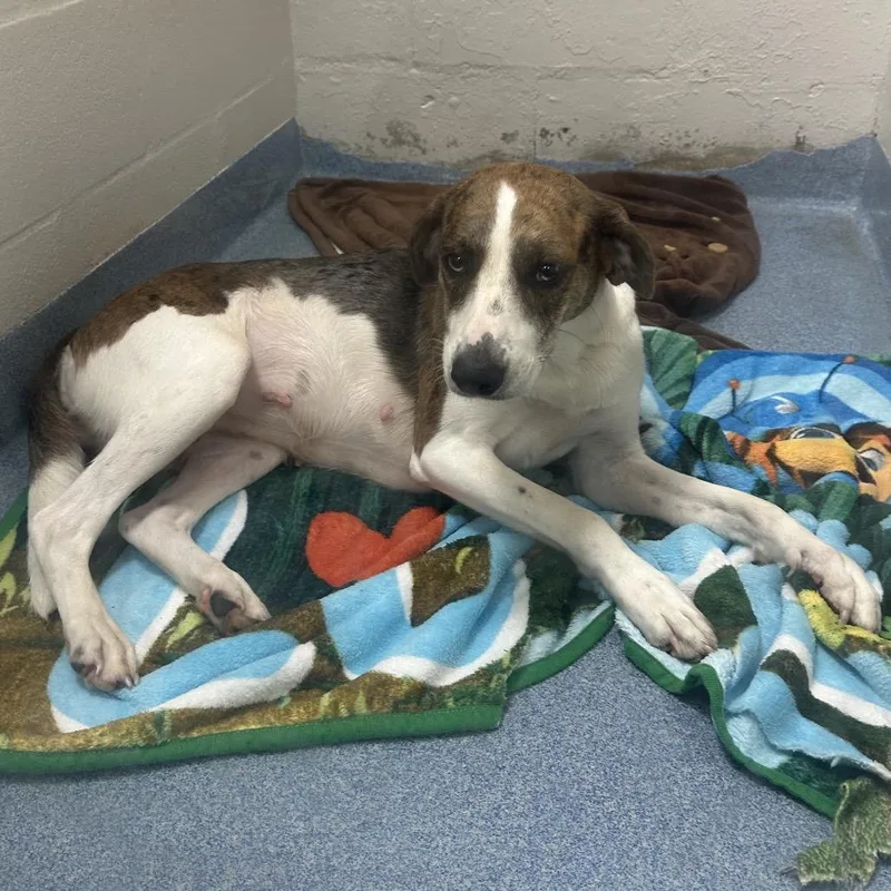 An adult medium-sized female Red / Chestnut / Orange Mixed Breed dog named Tessa for adoption in Gainesville, FL