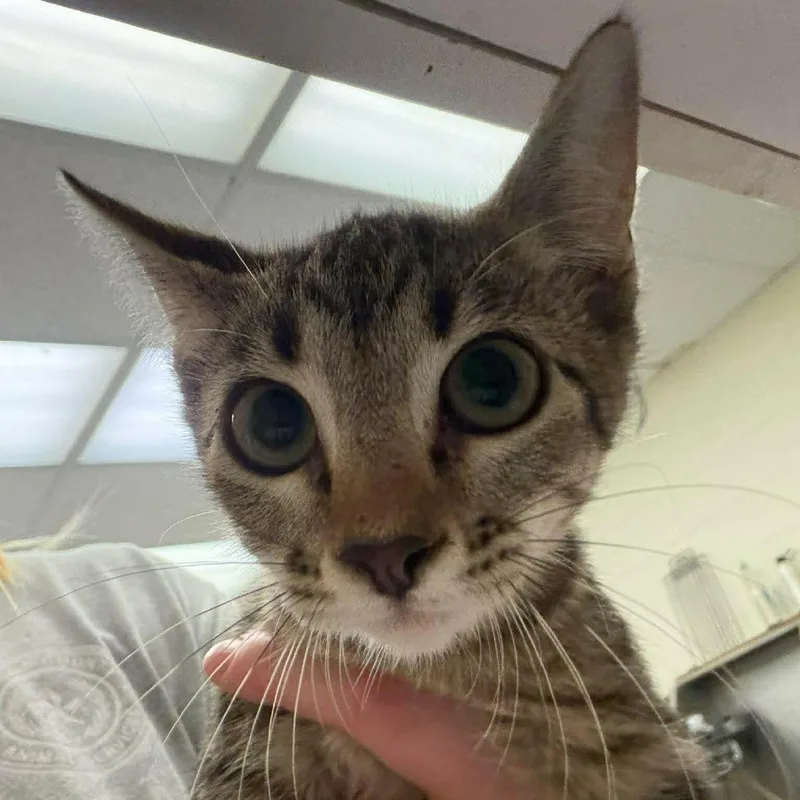 A baby small-sized female Gray / Blue / Silver Domestic Short Hair cat named Kiko for adoption in Bastrop, TX