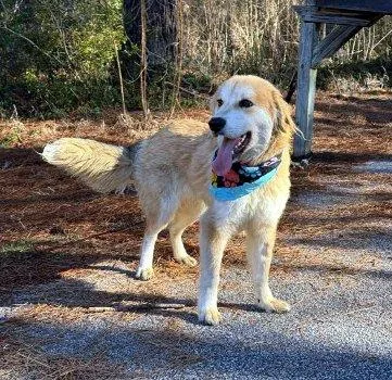 A young large-sized male Yellow / Tan / Blond / Fawn Golden Retriever dog named Perkins for adoption in Bedford Hills, NY