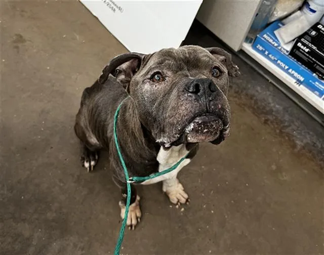 An adult large-sized male Mixed Breed dog named Bubbles for adoption in Dallas, TX