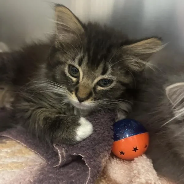 A baby small-sized female Domestic Long Hair cat named Coconut for adoption in Walnut Creek, CA
