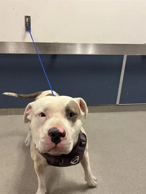 An adult large-sized male American Bulldog dog named King for adoption in Miami, FL