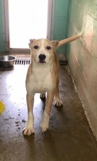 A baby medium-sized female Mixed Breed dog named Bread for adoption in Beebe, AR