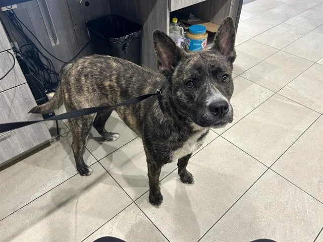 A young medium-sized female Pit Bull Terrier dog named Callie for adoption in Garland, TX