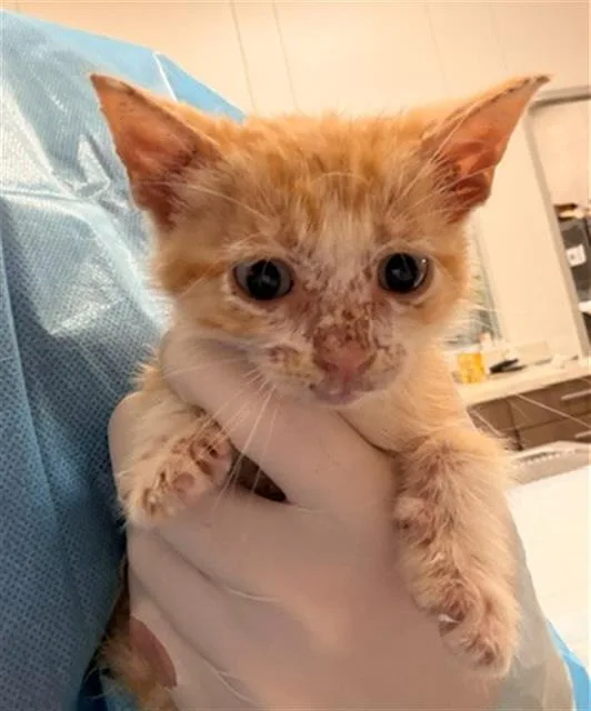 A baby small-sized male Domestic Short Hair cat named Pouffe for adoption in Baytown, TX