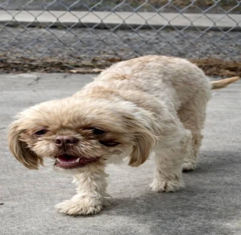 A young small-sized female Apricot / Beige Shih Tzu dog named Chachi for adoption in Tifton, GA