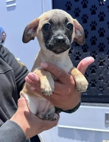 A baby small-sized female Pug dog named Ms Potato Head for adoption in Los Angeles, CA