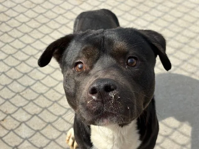 An adult medium-sized male Labrador Retriever dog named Lyle for adoption in Tulsa, OK