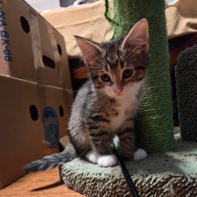 A baby small-sized male Brown / Chocolate Domestic Short Hair cat named Pendant for adoption in Chicago, IL
