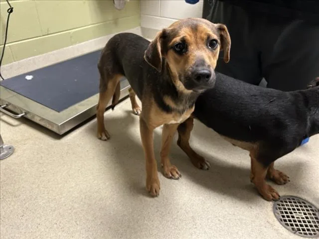 A young medium-sized female Beagle dog named Bunny for adoption in Chapel Hill, NC