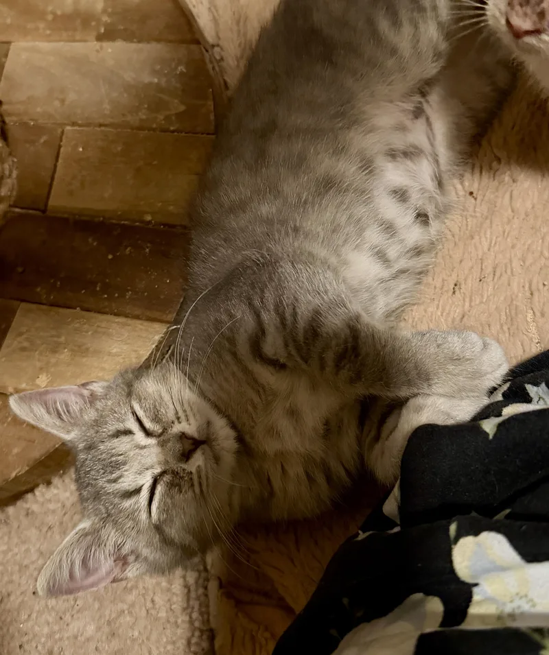 A baby small-sized male Tabby (Gray / Blue / Silver) Domestic Short Hair cat named Nimbus for adoption in East Hanover, NJ