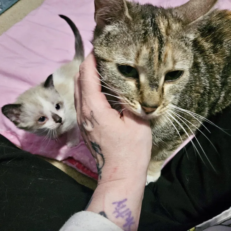 A young medium-sized female Tabby (Brown / Chocolate) Domestic Short Hair cat named Queen Beeatrix for adoption in Richmond, VA
