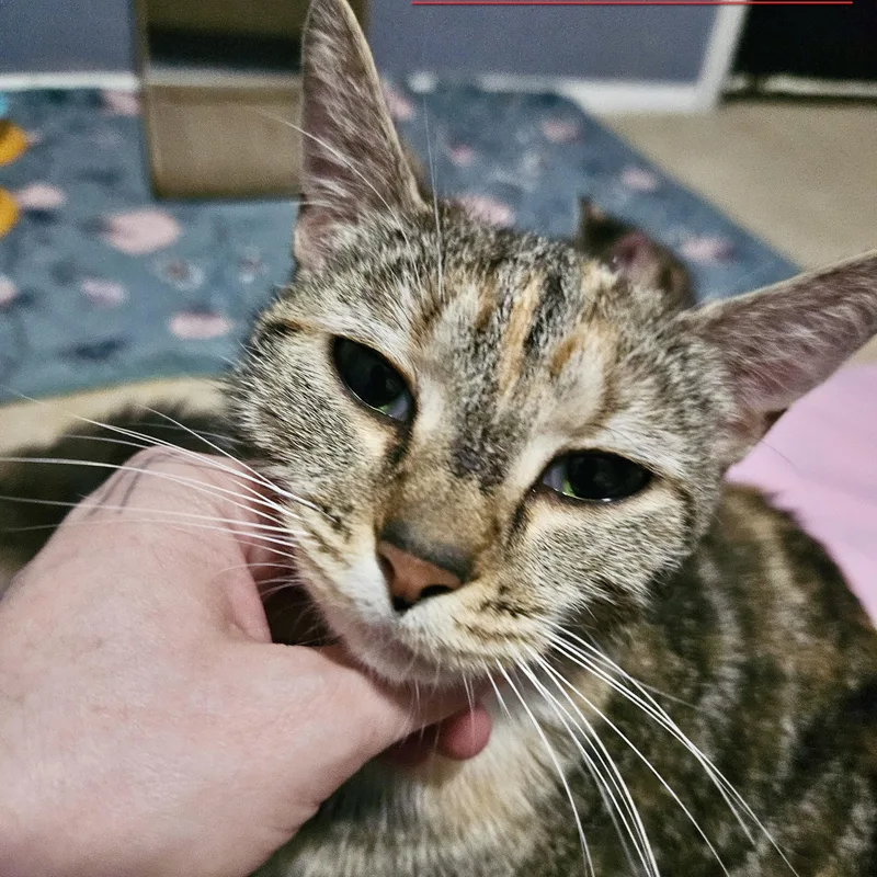 Queen Beeatrix thumbnail 2