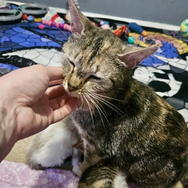 Queen Beeatrix thumbnail 3