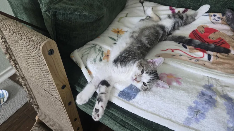 A young medium-sized male Domestic Short Hair cat named Whatsit for adoption in Frisco, TX