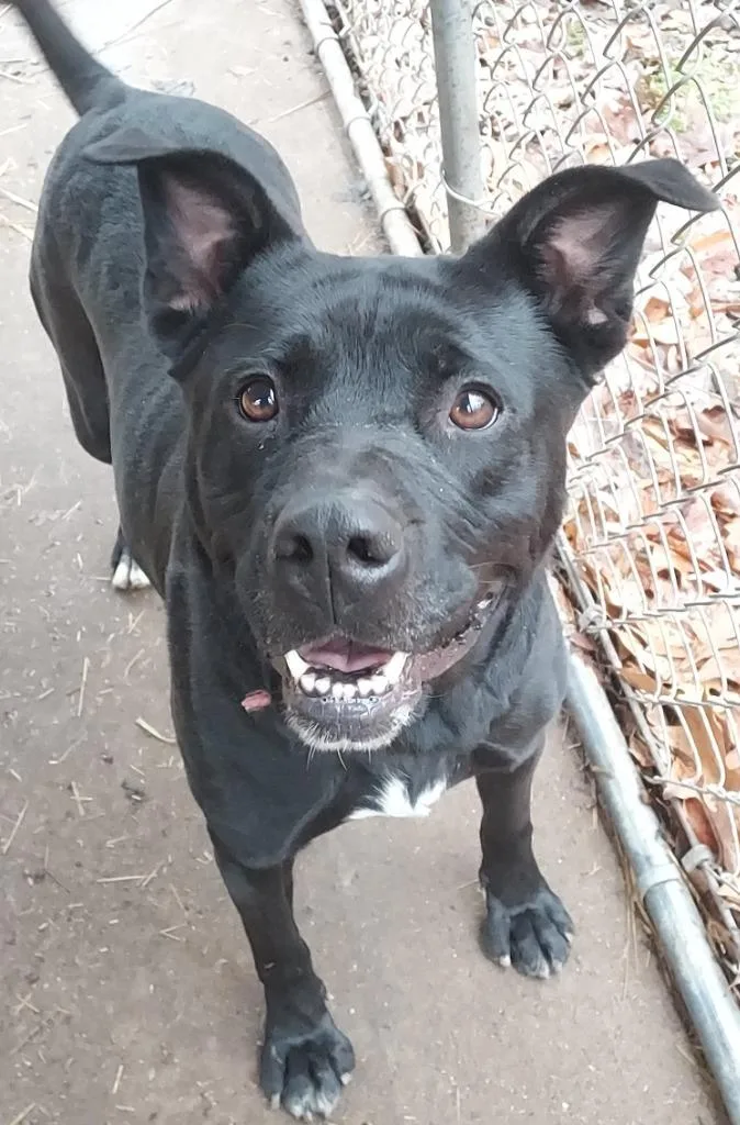 Cornelia thumbnail 2