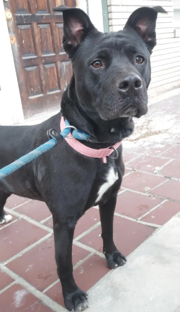 Cornelia thumbnail 3